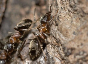 Guía de Plagas | Hormigas