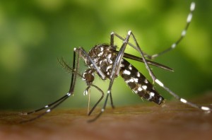Guía de Plagas | Mosquitos